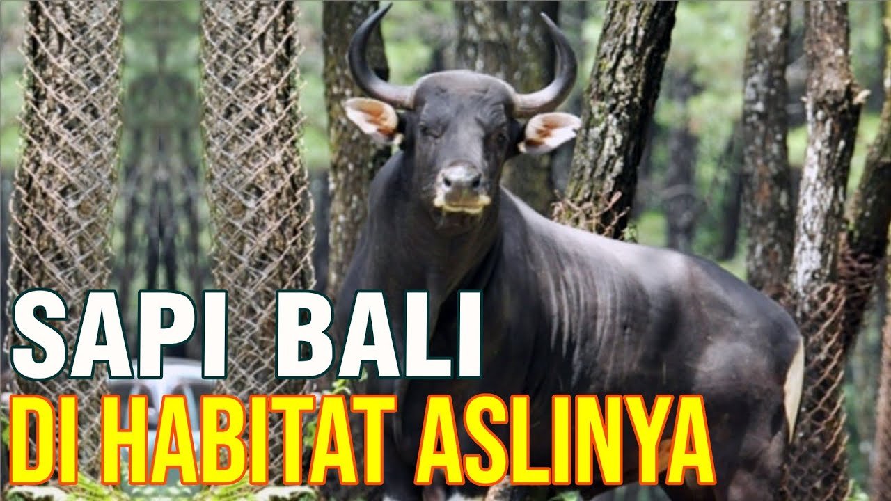 Sapi Bali Super Berasal Dari Habitat Aslinya.jpg